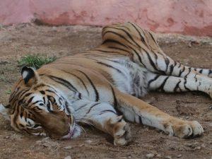 22_03_2021-tigress_kanan_pendari_zoo (1)