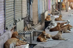 STRAY-ANIMALS