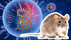 what-is-lassa-fever-or-lassa-virus