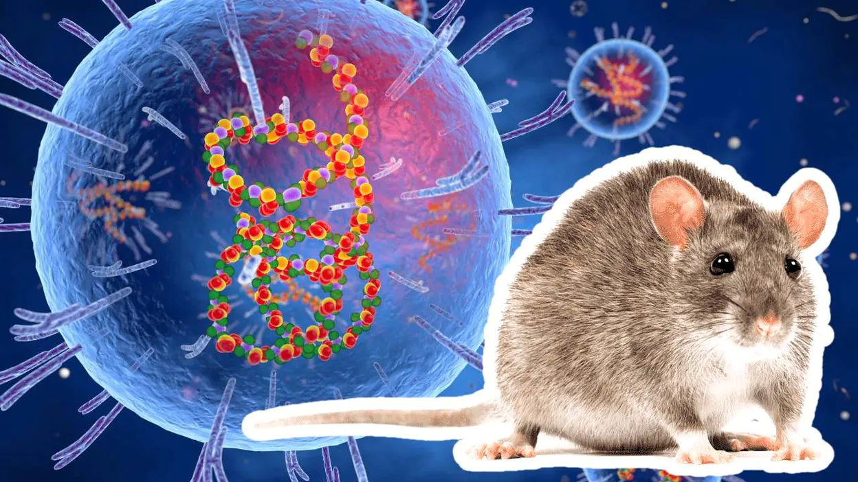what-is-lassa-fever-or-lassa-virus