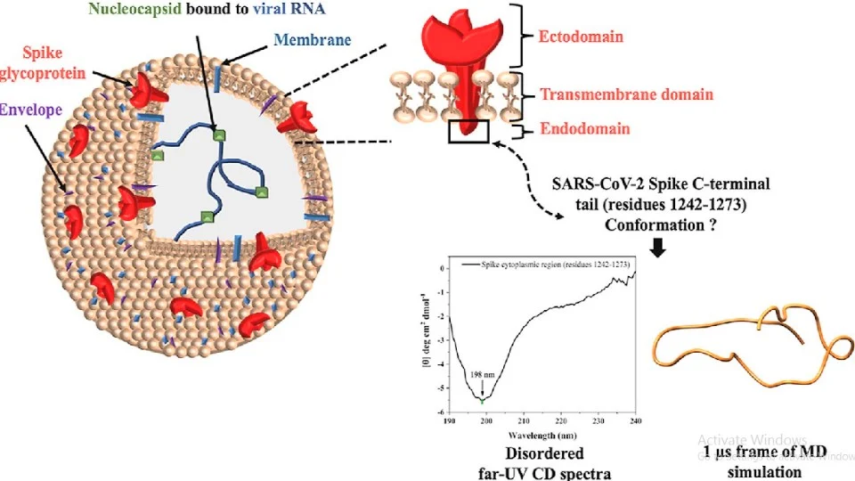 coronavirus-molecular-structure_1649165795