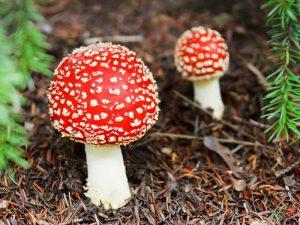 how-to-do-military-mushroom-kheti-tips-in-hindi